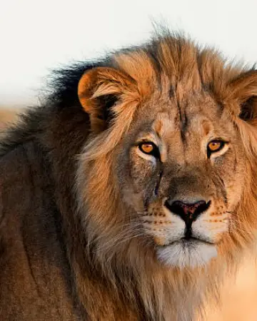 lion safari online booking