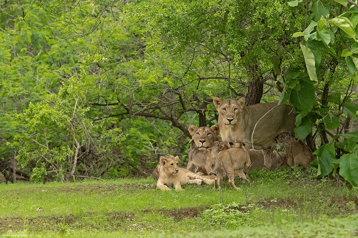 Lion with Cubs in Devalia Safari Park